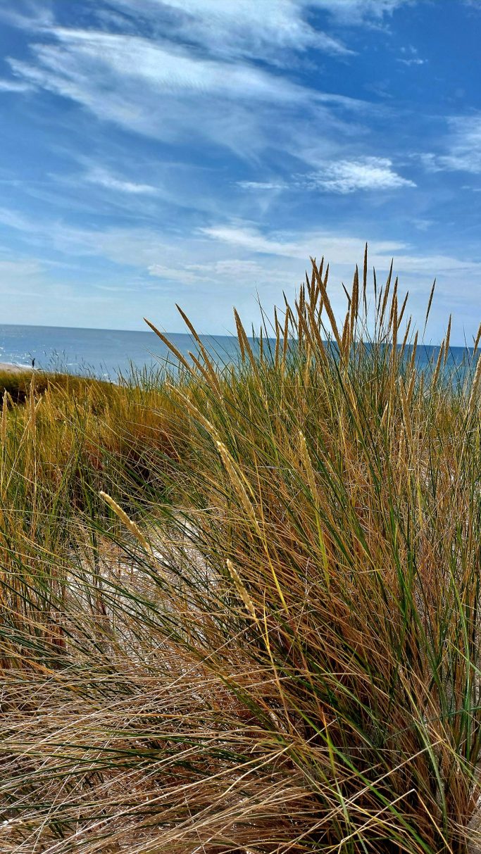Gras und Sträucher am Strand mit Meer und blauem Himmel im Hintergrund.