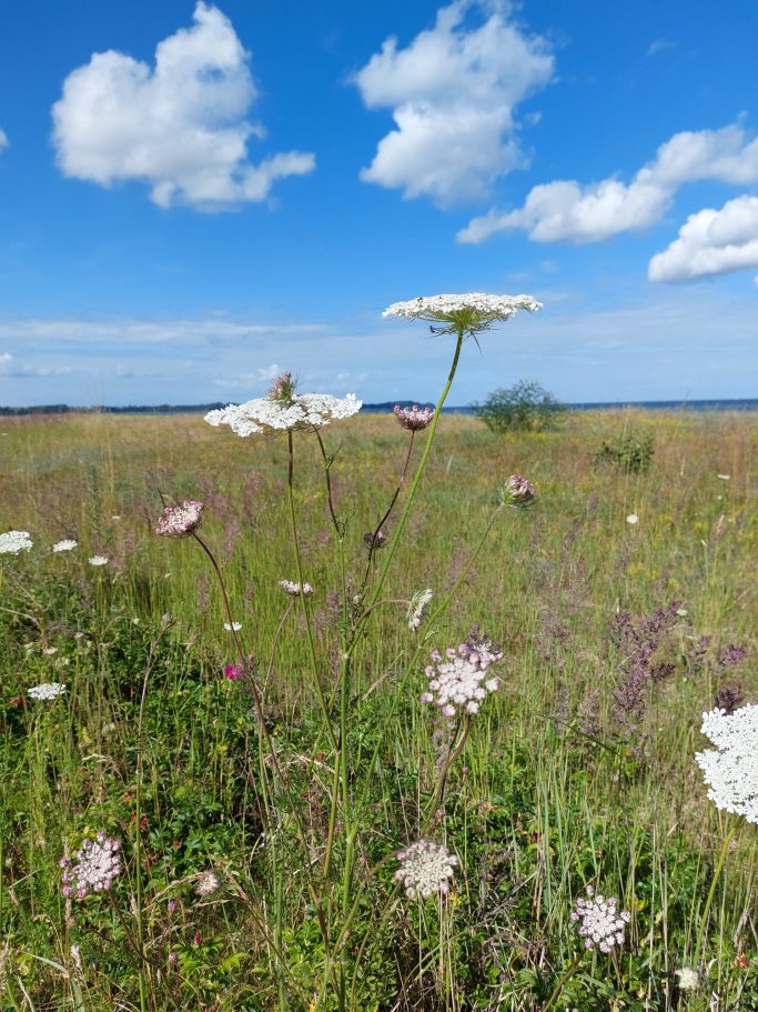Blühende Wiese mit weißen und bunten Blumen unter blauen Himmel und Wolken.
