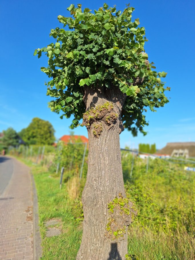 Ein stark gestutzter Baum mit einer runden Krone und klarem blauen Himmel im Hintergrund.