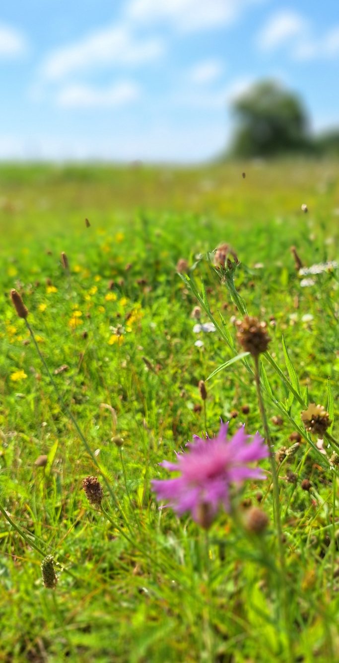 Eine blühende Wiese mit bunten Blumen und blauem Himmel.