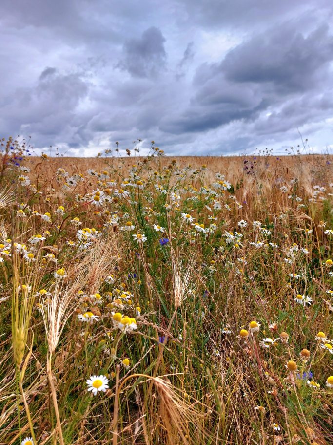 Blühende Wiese mit Wildblumen unter einem wolkigen Himmel.